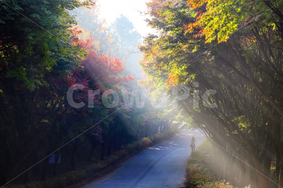 햇살,아침,단풍나무숲길,독립기념관,단풍,가을,계절,fall,autumn,season,자연,풍경,nature,landscape,한국자연풍경,한국자연경관,korea nature landscape,휴식,힐링,rest,relaxation,healing,light,빛,flare,플레어