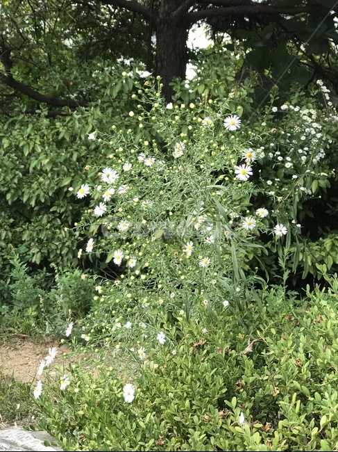 풀,나무,자연,낙엽,배경,초록,녹색