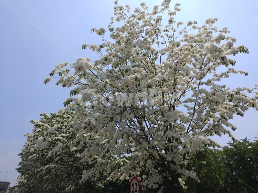이팝나무,이팝나무꽃,봄나무,조경수,가로수,백색꽃,산책로