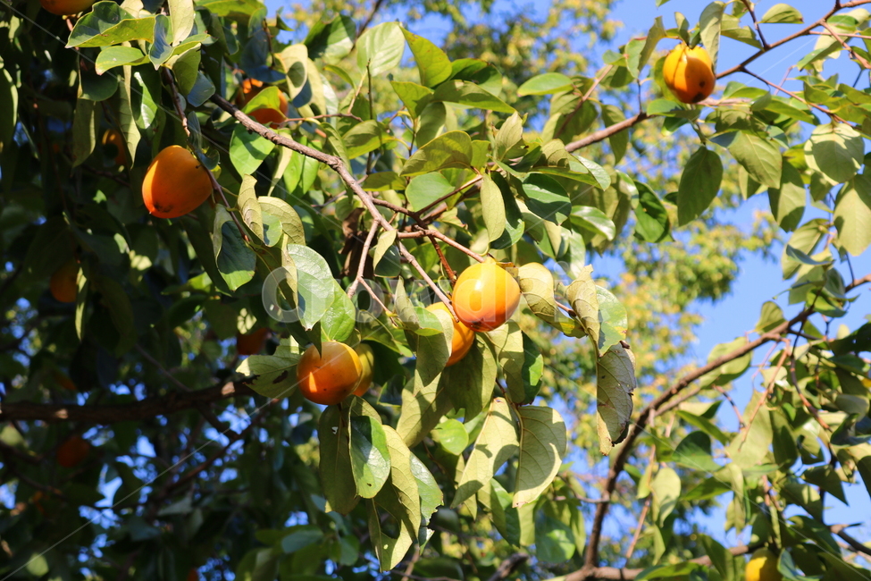 감,감나무,나무,과일,열매,식물,가을,자연,과수원,농사,익은감,과일,열매,fruit