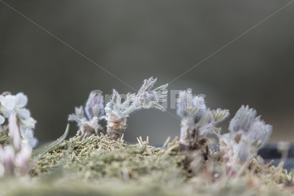 봄,새싹,감성,야생화,식물,식물,자연,plants,nature,꽃,flower