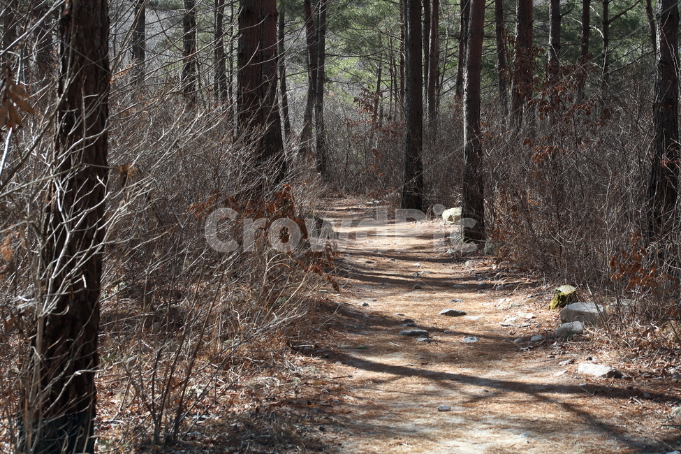 나무,산책로,탐방로,walktrail,길