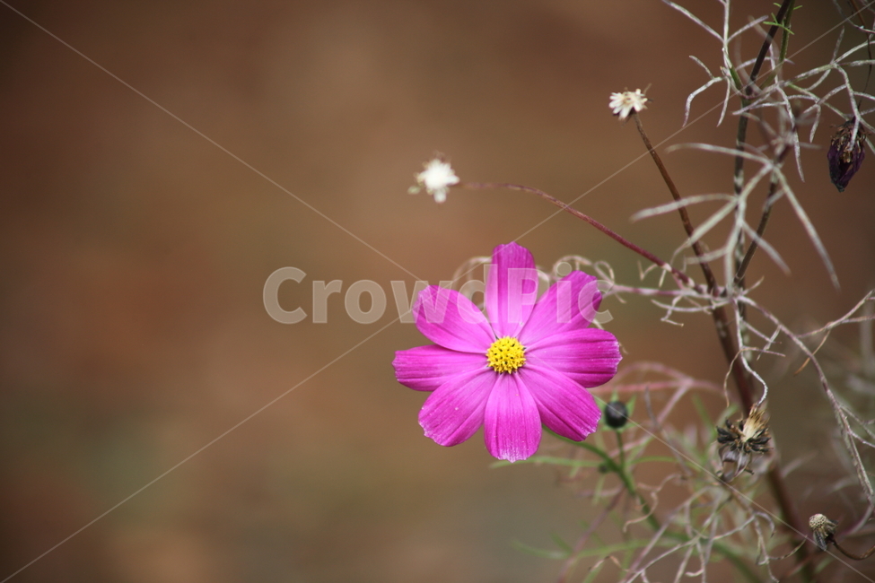 코스모스,꽃,식물,가을꽃,cosmos,가을,계절,fall,autumn,season,식물,자연,plants,nature,꽃,flower,blossom,geranium,제라늄,plant