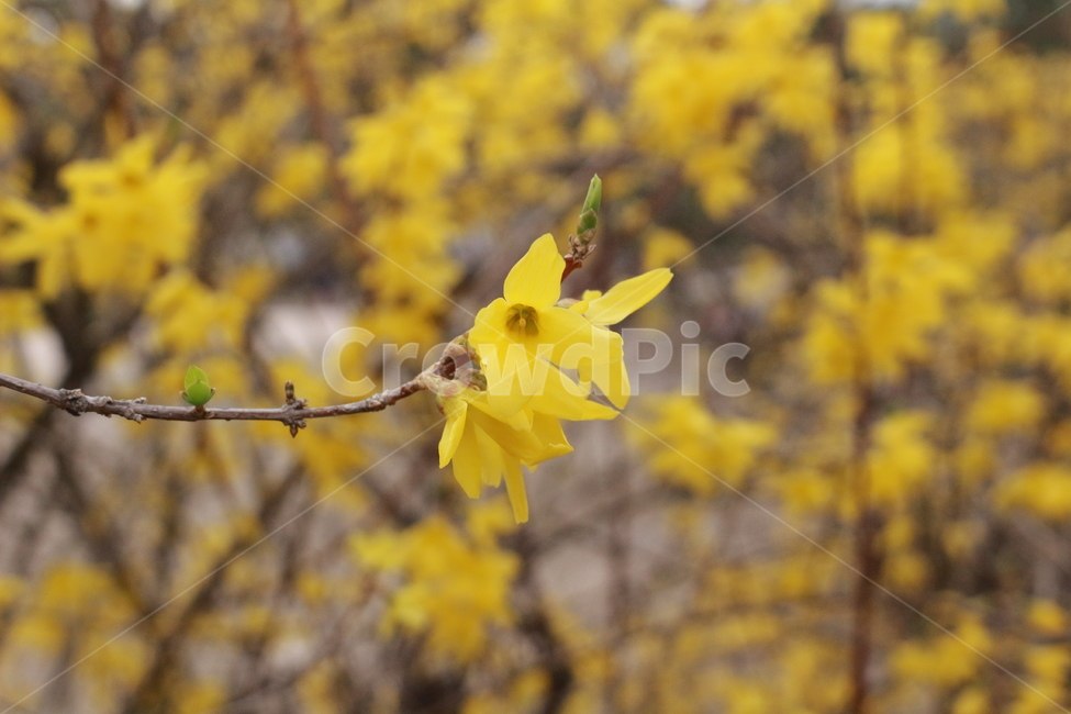 개나리,꽃,봄,공원,개나리꽃,식물,자연,plants,nature,꽃,flower