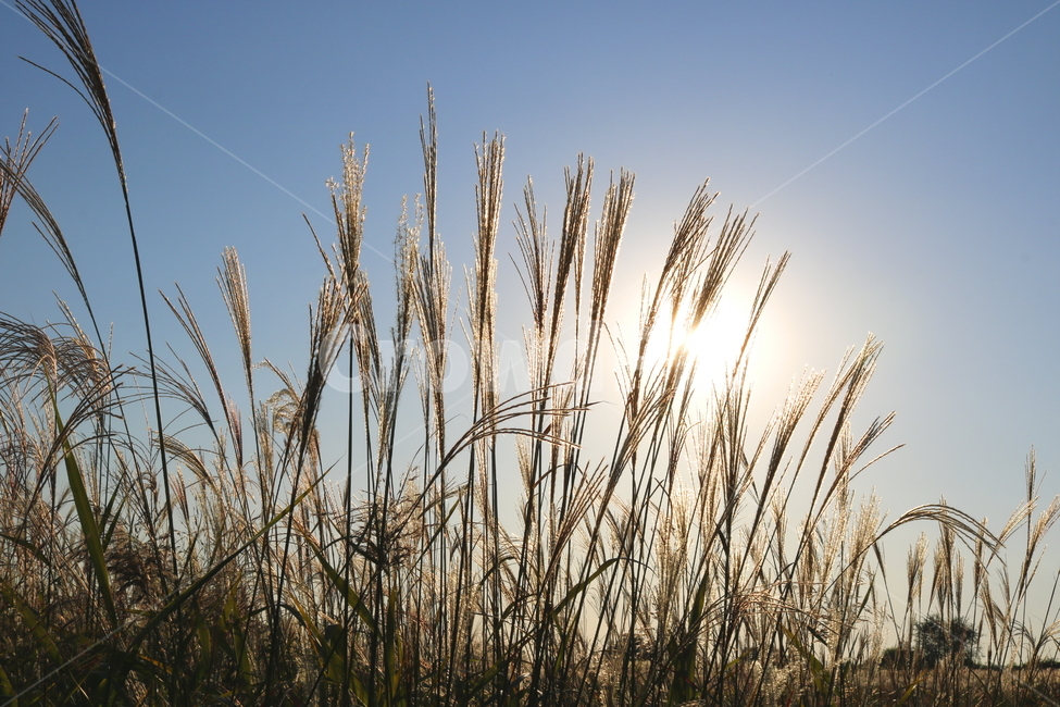 억새,억새풀,식물,자연,가을,벼과,태양,가을,계절,fall,autumn,season,grass,잔디,plant,lawn,reed,갈대