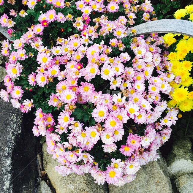 꽃,플라워,컬러풀,선명한,봄,정원