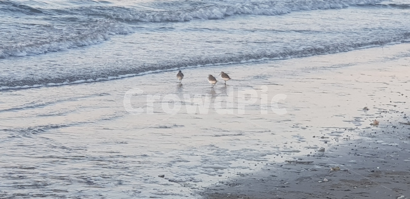 서해바다,물새,바다,파도,풍경,자연,해변,바다,beach,sea,동물,animal,조류,새,birds