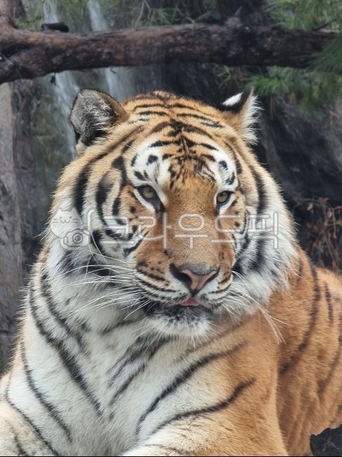 호랑이,한국호랑이,animal,동물,tiger,야생동물,mammal,포유류,koreatiger