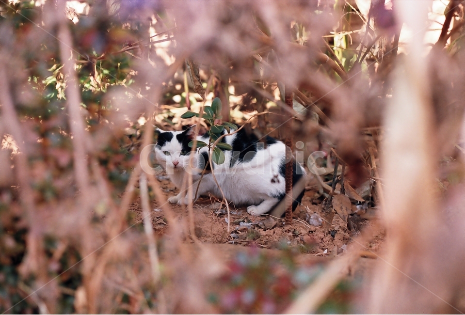 고양이,길고양이,야생,동물,숲,필름사진,길냥이,野良猫,猫