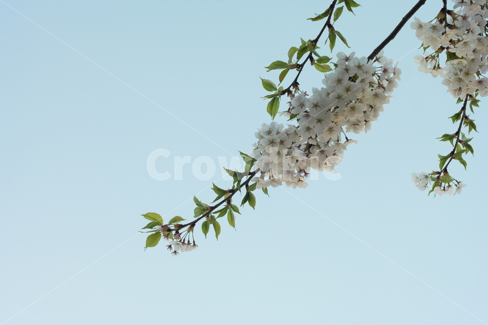 벚꽃,봄,푸른,하늘,푸릇,감성,배경,봄,계절,spring,season,식물,자연,plants,nature,꽃,flower,plant