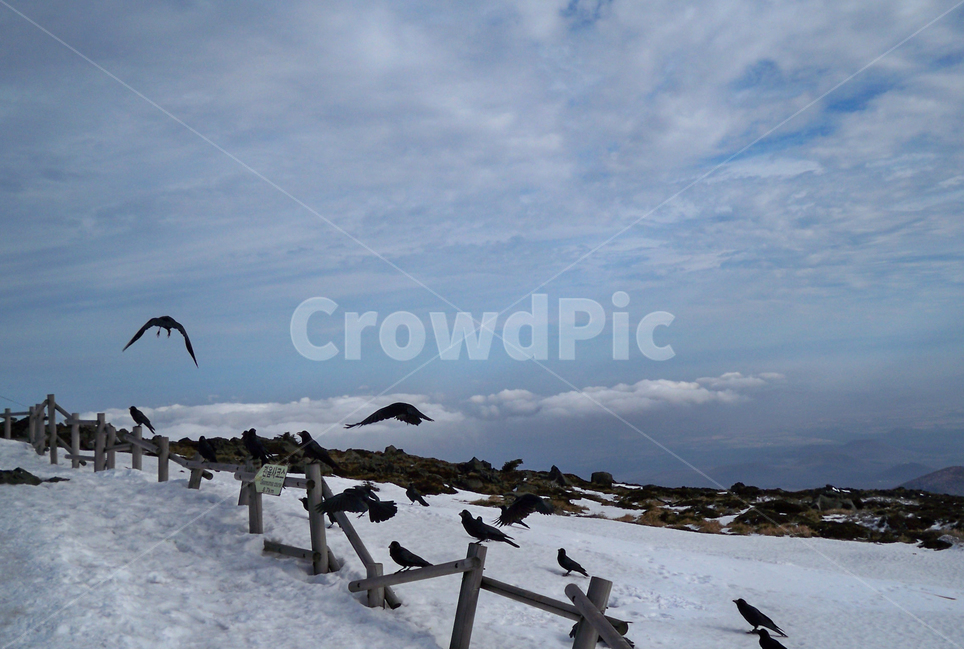 한라산,까마귀,하늘,crow,sky,겨울,계절,winter,season,자연,풍경,nature,landscape,한국자연풍경,한국자연경관,korea nature landscape,동물,animal,조류,새,birds,bird