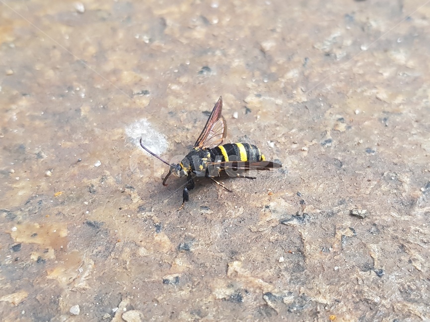 곤충,호넷,hornet,bee,벌,곤충,벌레,insect,bug