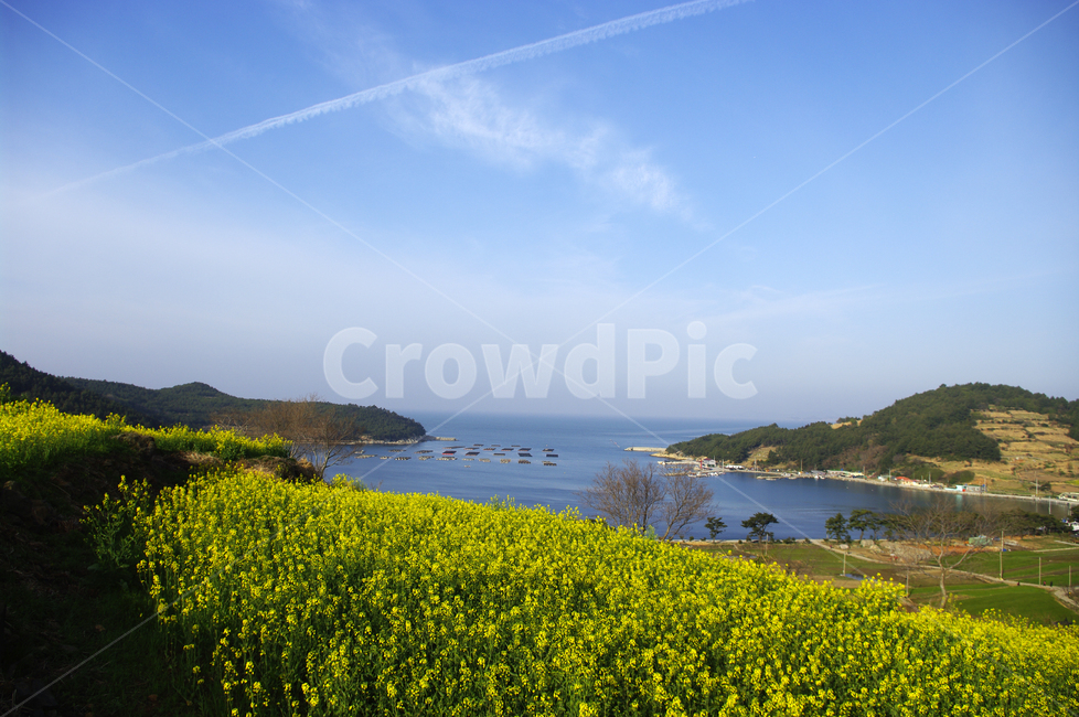 유채꽃,꽃밭,꽃,flower,계절,봄,spring,하늘,구름,풍경,바다,청산도,봄,계절,spring,season,자연,풍경,nature,landscape,한국자연풍경,한국자연경관,korea nature landscape,grassland,목초지,outdoors,옥외,field,들,farm,농장,rural,농촌,meadow