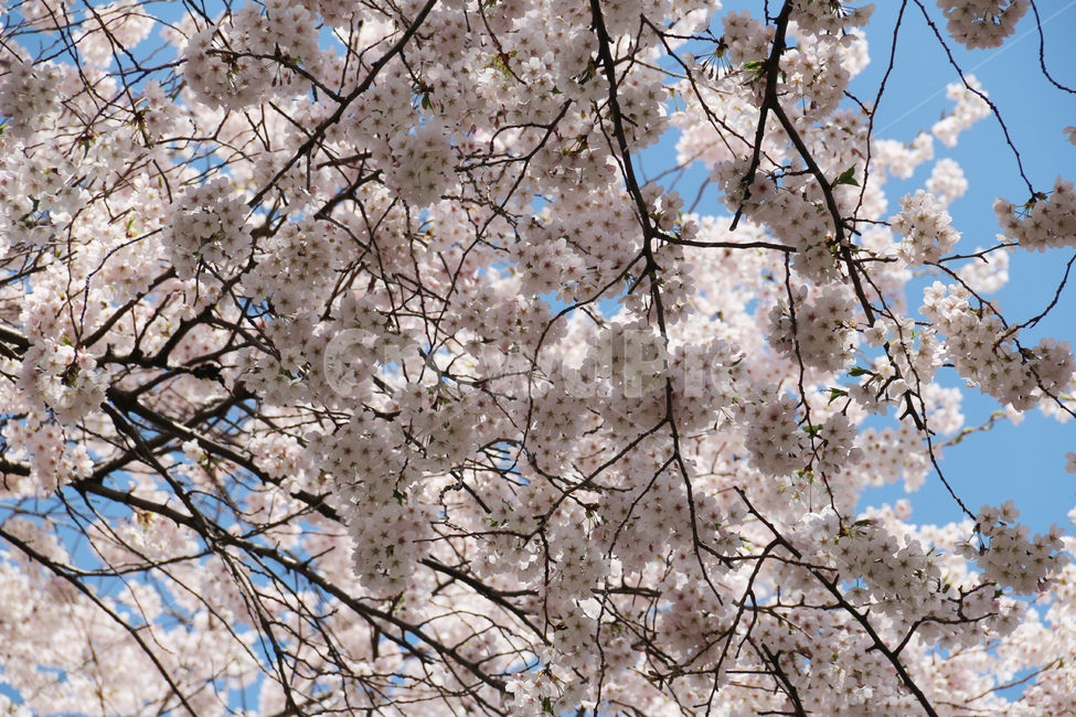 사쿠라,cherryblossom,봄,꽃,봄꽃,벚꽃