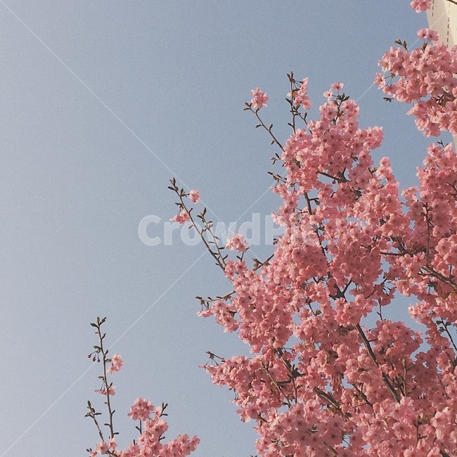 봄,벚꽃,꽃,cherryblossom,pinkflower,봄,계절,spring,season,식물,자연,plants,nature,꽃,flower,plant,blossom