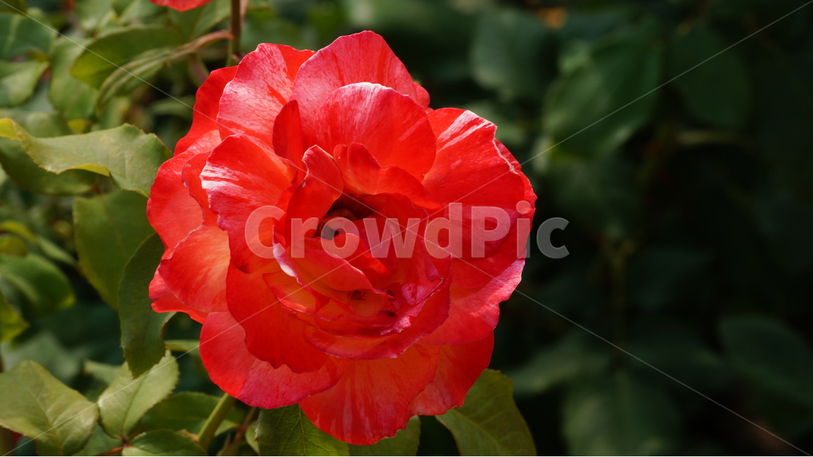 장미,꽃,꽃사진,식물,자연,식물,자연,plants,nature,꽃,flower