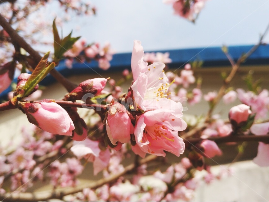 봄,꽃,봄꽃,핑크,벗꽃,봄,계절,spring,season,식물,자연,plants,nature,꽃,flower,plant,blossom