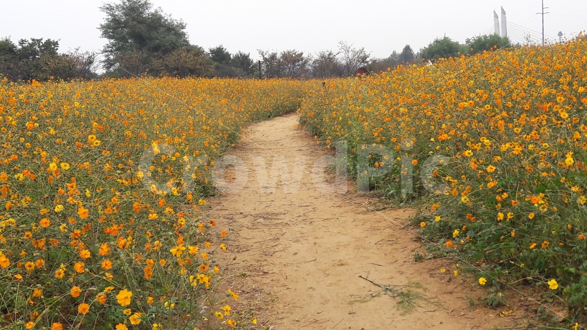 꽃,코스모스,주황색,노랑색,길,가을,계절,fall,autumn,season,식물,자연,plants,nature,꽃,flower,grassland,목초지,field,들,outdoors,옥외