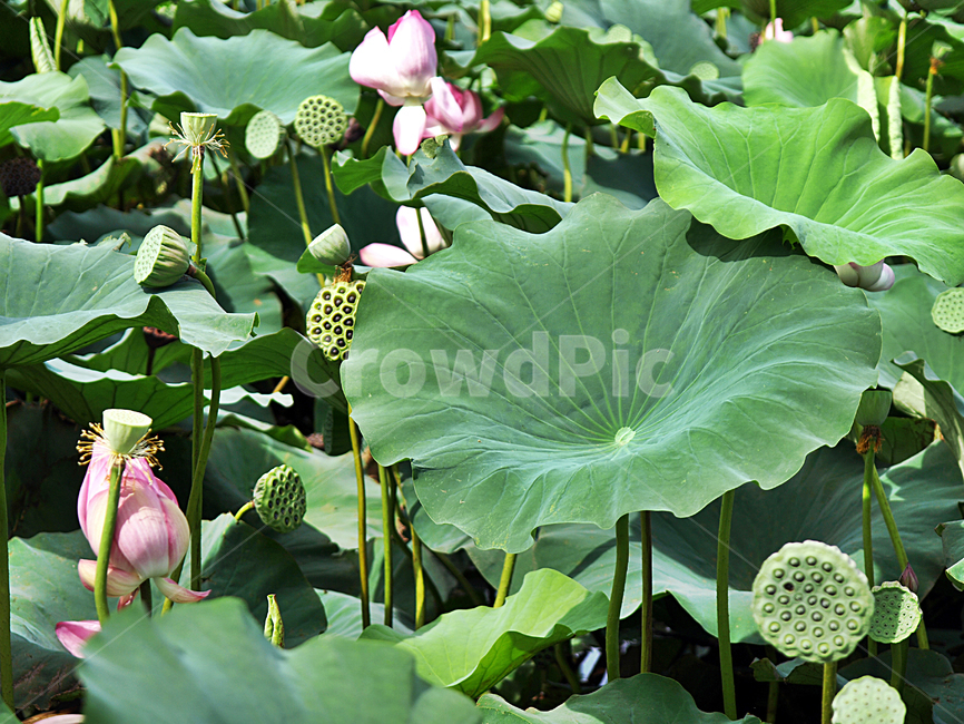 연꽃,연화지,연화못,연잎,여름,자연,계절,식물,자연,plants,nature,꽃,flower