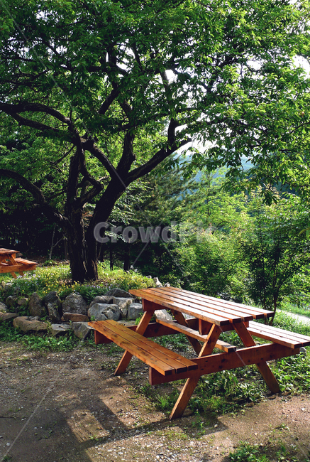 조용한공원,고야나무,의자,만남,강원도,tree,나무,plant,식물,furniture,가구