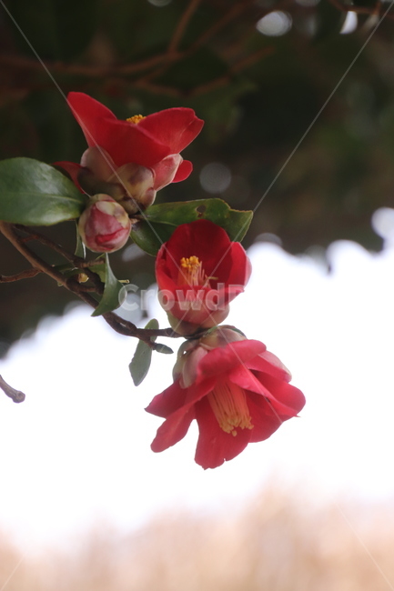 나무,꽃,겨울,봄,동백,식물,자연,plants,nature,꽃,flower