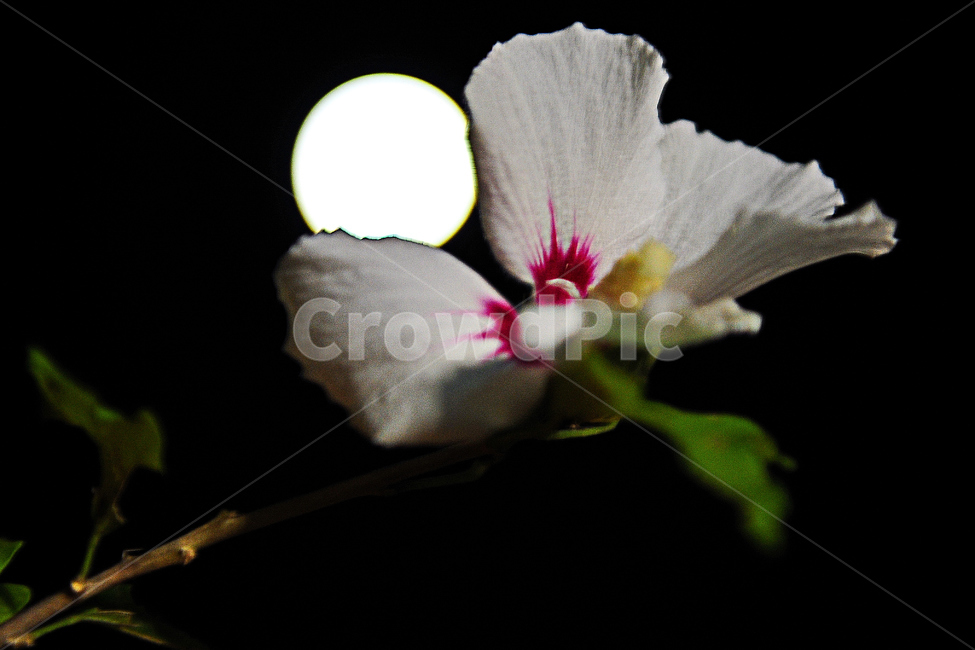 무궁화,우리나라꽃,꽃,우리나라,대한민국,삼천리,식물,자연,plants,nature,꽃,flower