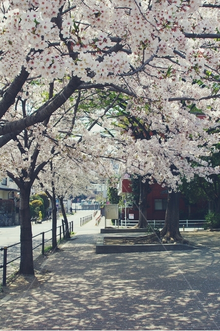 벚꽃,벚나무,cherryblossom,cherry,봄,spring,white,화이트,꽃,flower,봄,계절,spring,season,식물,자연,plants,nature,나무,trees,wood,감성,sensible,feeling,plant,blossom
