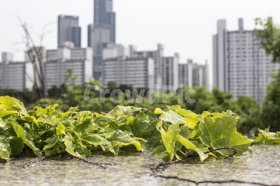 아파트,단지,아파트단지,도시적인,블록,발코니,건물,도시,citylife,도시풍경,깨끗한,복잡,적합,현대,현대적인,주택,주거용,주택개발,주택프로젝트,대형,고급아파트,현대건축,건축물,건축,입주,로망,도시,풍경,city,landscape,한국도시풍경,한국도시경관,korea cityscape,식물,자연,plants,nature,plant