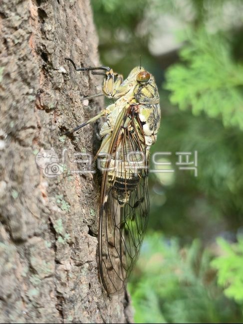 cicada,insect,arthropod,true cicada,cicada wing