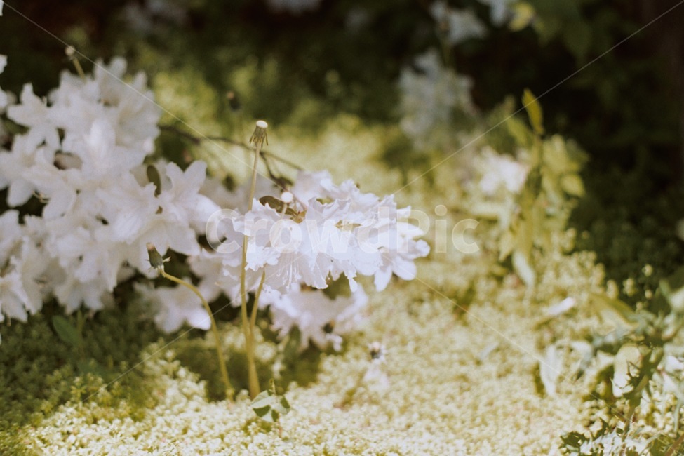 꽃,흰꽃,이끼,봄,spring,빛,자연,flower,nature,아날로그,필름사진