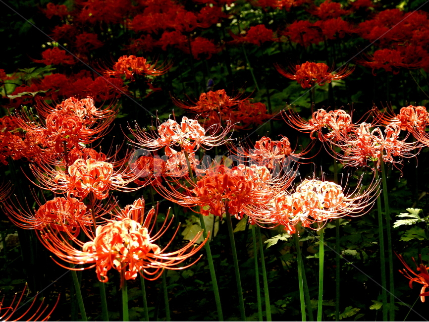 꽃,식물,자연,계절,풍경,식물,자연,plants,nature,꽃,flower