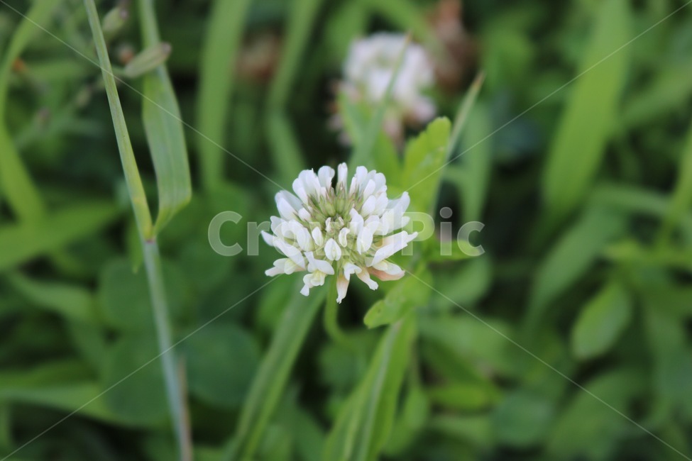 usagikusabana,green,nature,shamrock flower,midori,rabbitgrassflower,flower,White,white,shokubutsu,shiro,plants,plant,hana