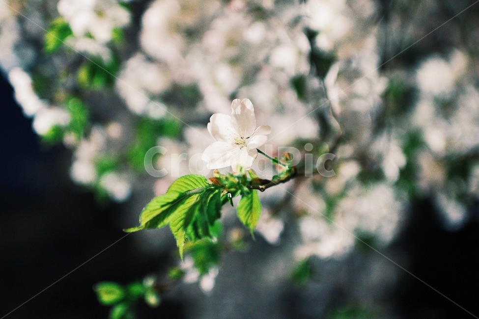 밤꽃,벚꽃,봄,밤,꽃놀이,식물,자연,plants,nature,꽃,flower