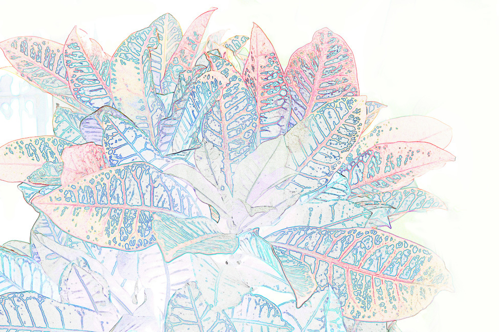 꽃,식물,색칠,색칠하기,도안,그림,크로톤,식물,자연,plants,nature