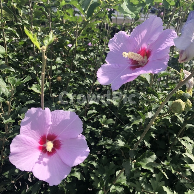 꽃,무궁화,대한민국,flower,우리나라꽃,국화,식물,자연,plants,nature,꽃,flower