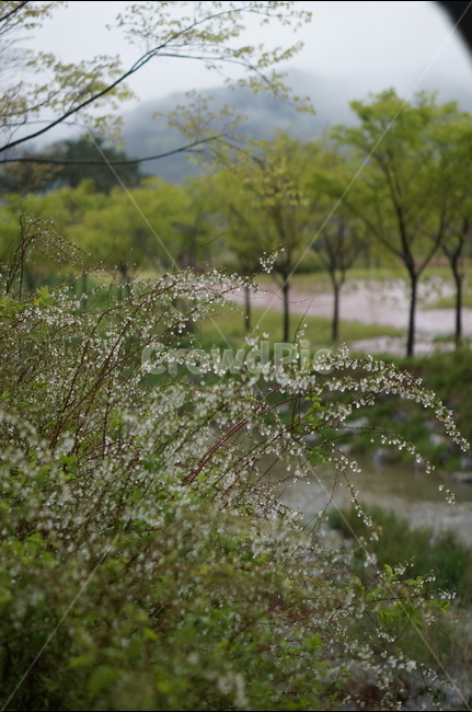 비,물방울,나무,조팝나무,흐림,봄,계절,spring,season,식물,자연,plants,nature,꽃,flower,비,비오는날,rain,rainy,plant