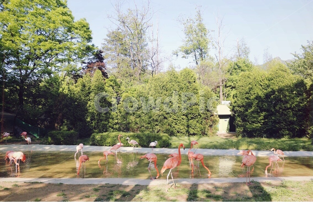 플라밍고,나무,봄,하늘,flamingo,동물,animal,조류,새,birds