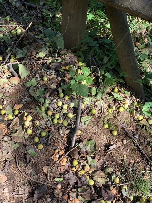 매실,흙,등산,산책,흙바닥,나무,식물,ground,plant,식물,자연,plants,nature