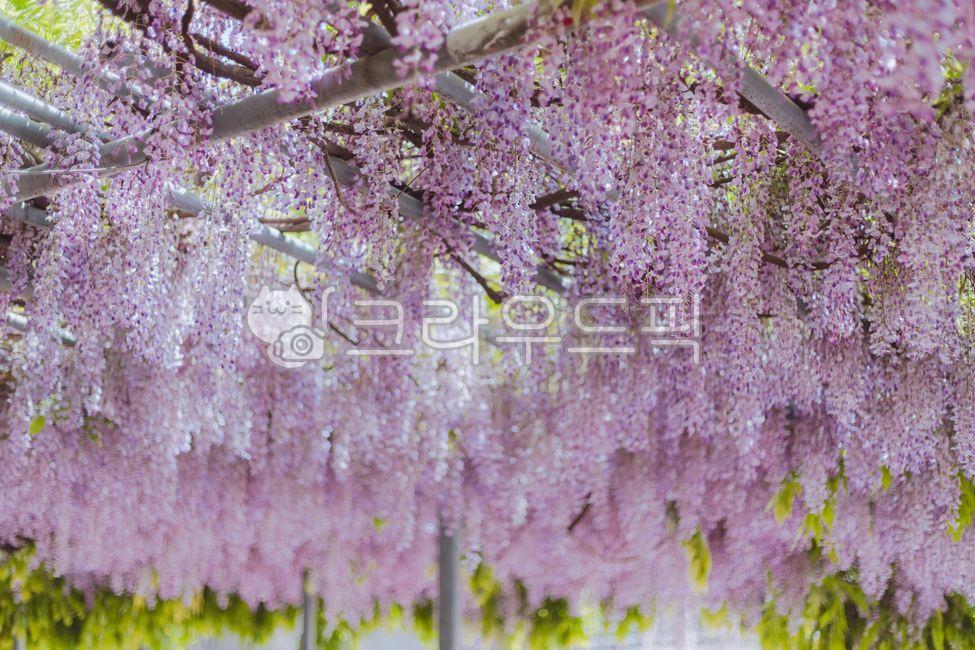 purple flower,rattan,purple,Rattan bench,wisteria flower,flower