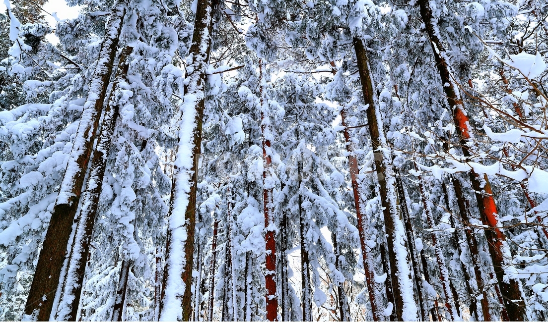 눈,한라산,제주도,설경,겨울,겨울,계절,winter,season,자연,풍경,nature,landscape,식물,plants,나무,trees,wood,tree,plant,fir,전나무,outdoors,옥외