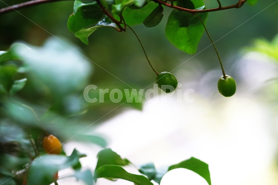 보리수열매,보리수나무,보리수,토종나무,푸른열매,열매,식물,자연,plants,nature,과일,열매,fruit