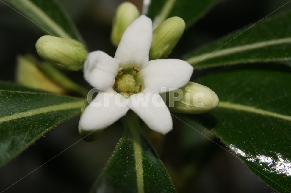 녹색,화초,꽃,선인장,꽃봉우리,식물,자연,plants,nature,실내용화초,화분,화초,house plant