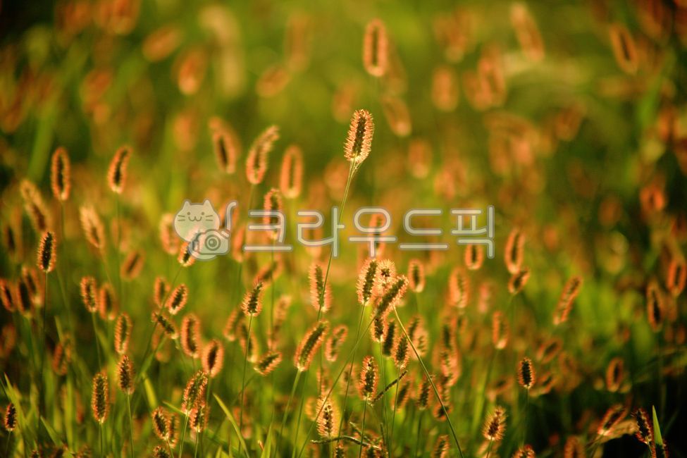 초목, vegetation, 풀, 강아지풀, 자연, 사진,이미지,일러스트,캘리그라피 - irum작가