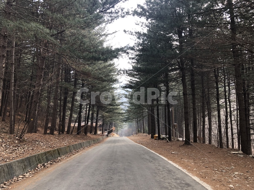 숲,휴,나무,길,숲길,식물,tree,road,gravel,dirtroad,plant,asphalt,아스팔트,tarmac,타맥,자연,풍경,nature,landscape,나무,trees,wood,도로,자갈,dirt road,흙길
