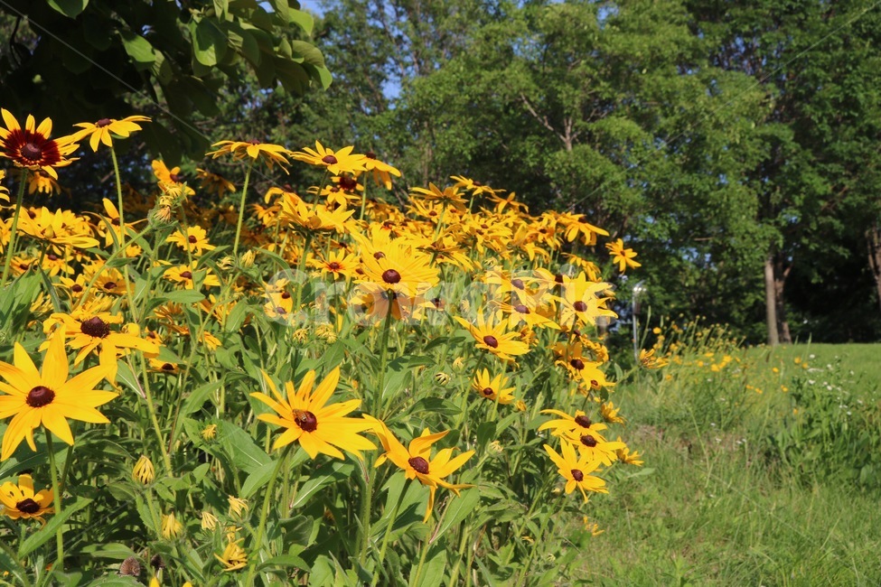꽃,식물,햇빛,노랑,초록,자연,flower,plants,sunshine,sunlight,yellow,nature,hana,shokubutsu,hizashi,kiiro,midori,green,나무,tree,ki,식물,자연,plants,nature