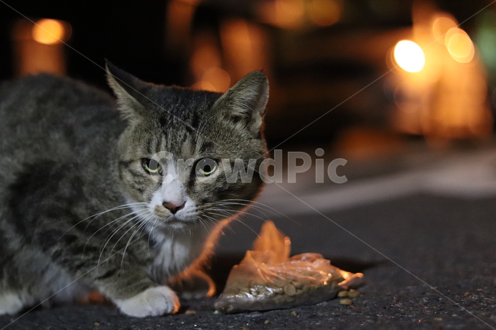길고양이,고양이,귀여운고양이,길냥이,시골고양이,동물,animal,포유류,mammal,고양이,cat,kitten,kitty