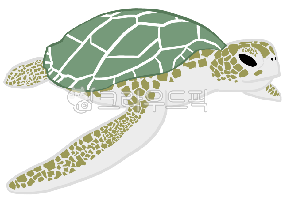 거북,거북이,동물,그림,일러스트,animal,turtle
