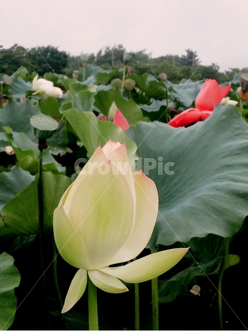 연꽃,lotus,꽃,자연,감성,여름,색감,아름다움,flower,식물,plants,nature,정물,비,장마,연잎,꽃봉오리,우아,접사,연밭,수생,연꽃축제,피어나다,녹색,잎,계절,lotusleaf,bloom,blossom,leaf,연,습지