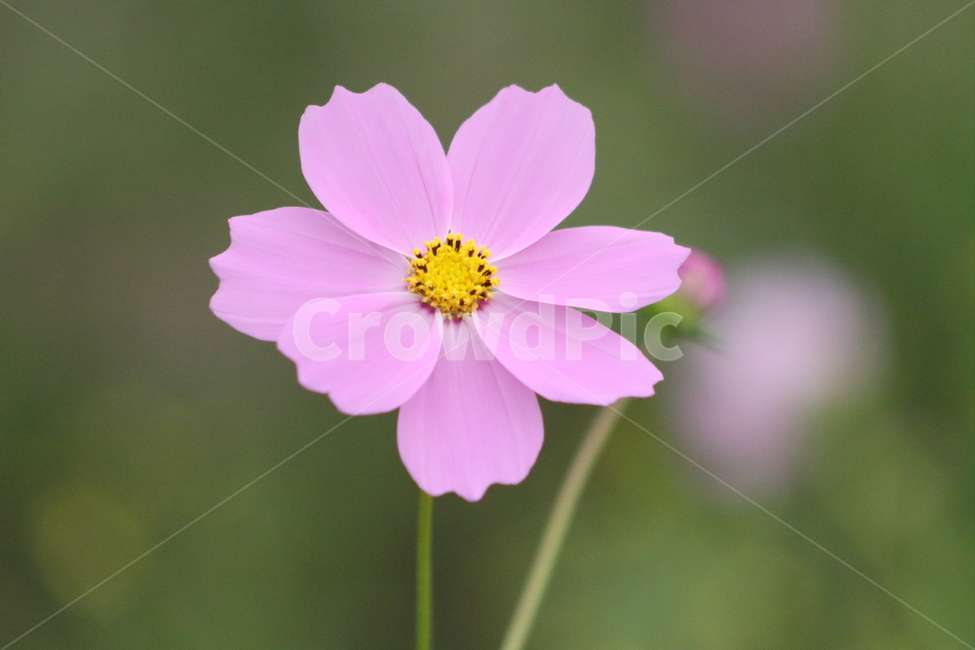 코스모스,꽃,야생화,가을꽃,cosmos,가을,계절,fall,autumn,season,식물,자연,plants,nature,꽃,flower,plant