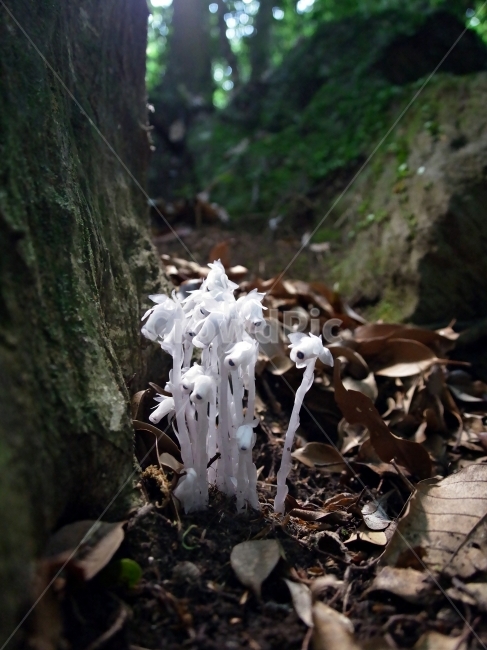 제주,야산,수정초,중산간,숲속,식물,자연,plants,nature